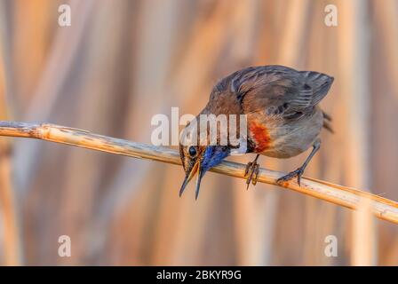 Blaukehlchen - Cyanecula svecica, schöner bunter scheuer Vogel aus europäischem Schilf und Süßwasser, Fluss Morava, Tschechische Republik. Stockfoto