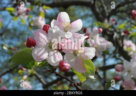 Die Gruppe der Blüten des Apfelbaums (Rewena) in der Frühlingszeit. Stockfoto