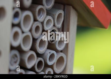 Insektenhotel mit einsamen Maurerbienen. Stockfoto