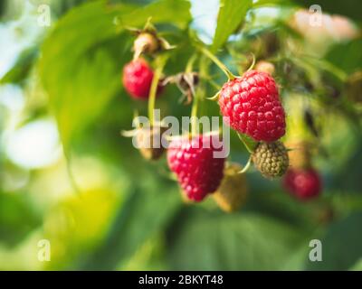 Natürliche Lebensmittel - frische rote Himbeeren im Garten. Bündel von reifen Himbeerobst - Rubus idaeus - auf dem Ast mit den grünen Blättern auf dem Bauernhof. Nahaufnahme, Unschärfe Stockfoto