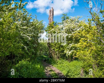 Landschaft des alten toten Baumes auf dem Ridgeway National Trail, Oxfordshire, England, Großbritannien, GB. Stockfoto