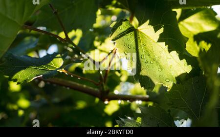 Sonnenschein erhellt die Blätter mit Details von Regentropfen. Stockfoto