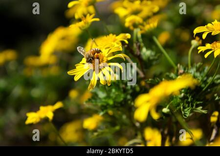 Honigbiene bestäubt gelbe Blume an einem sonnigen Tag. Stockfoto