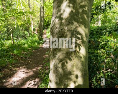 Schatten der Blätter, auf Baum, Grims Dyke, The Ridgeway, Ipsden, Oxfordshire, England, Großbritannien, GB. Stockfoto