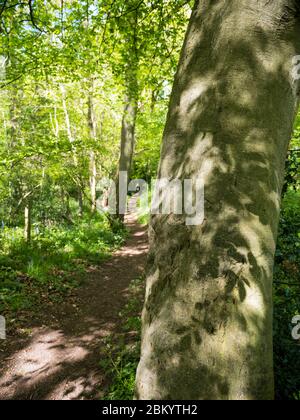 Schatten der Blätter, auf Baum, Grims Dyke, The Ridgeway, Ipsden, Oxfordshire, England, Großbritannien, GB. Stockfoto