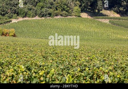 Rote Trauben auf Reihen von Reben in einem vienyard Reif vor der Weinlese in Saint Emilion Region. Frankreich Stockfoto