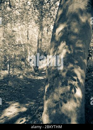 Schwarz-Weiß-Landschaft, Schatten der Blätter, auf Baum, Grims Dyke, The Ridgeway, Ipsden, Oxfordshire, England, Großbritannien, GB. Stockfoto