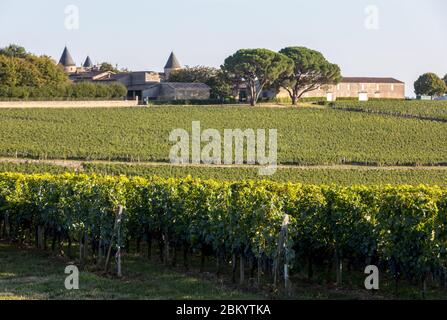 Rote Trauben auf Reihen von Reben in einem vienyard Reif vor der Weinlese in Saint Emilion Region. Frankreich Stockfoto