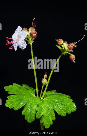 Studio-Nahaufnahme eines Geranium macrorrhizum 'Album' (weiß blühend Rock Cranesbill) Stockfoto