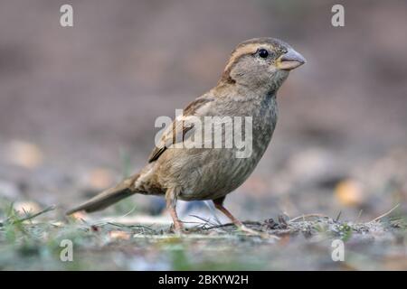 Porträt des Sperlingshauses (Passant domesticus). Stockfoto