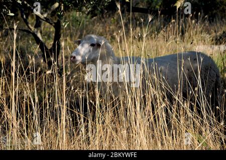 Schafe auf einem Grasfeld. Weiße Schafe im getrockneten Hochgras im Sommer. Stockfoto