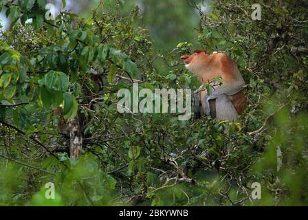 Ein Alpha-Männchen des Proboscis-Affen (Nasalis larvatus) in einem Flachlandwald am Flussufer in der Provinz Ostkalimantan, Indonesien. Stockfoto