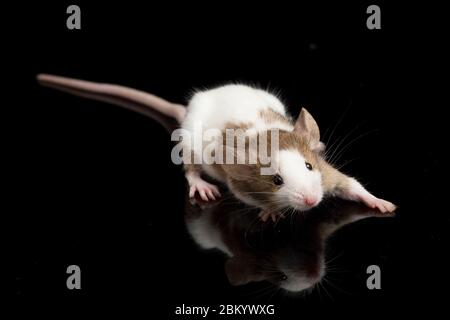 Braun weiße Maus auf schwarzem Hintergrund isoliert Stockfoto