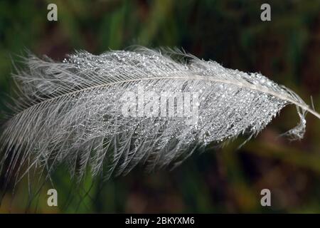 Weiße flauschige Vogelfeder mit Morgentau-Destropfen liegend Im Gras Stockfoto