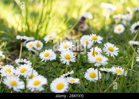 Grasgrün und Kamillen in der Natur Stockfoto
