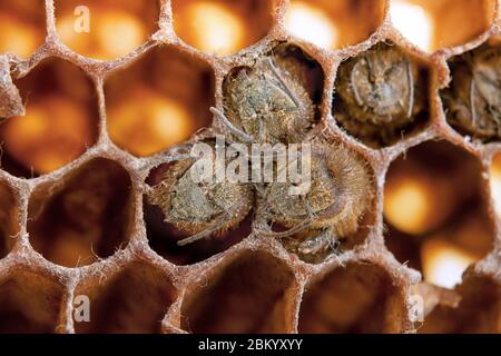 tote Bienen bedeckt mit Staub und Milben auf eine leere Waben Stockfoto