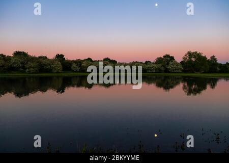 Sonnenuntergang im Naturpark Eijsder Beemden an der Maas. Wildrasse Konik Pferde und galloway Kühe sind Teil einer natürlichen Ökologie Stockfoto