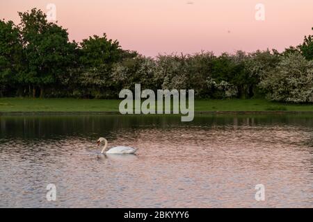 Sonnenuntergang im Naturpark Eijsder Beemden an der Maas. Wildrasse Konik Pferde und galloway Kühe sind Teil einer natürlichen Ökologie Stockfoto