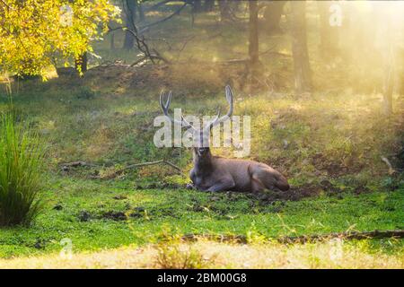 Schöne männliche Sambar Rusa Einfarben Hirsch ruht in der Ranthambore National Park, Rajasthan, Indien. Stockfoto