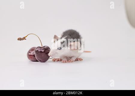 Small and cute rats on a white background Stockfoto