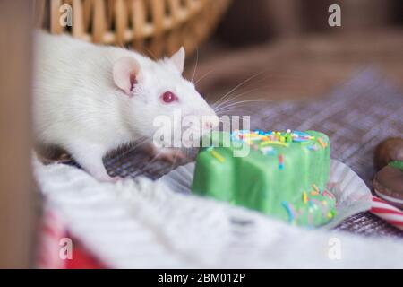 Weiße Ratte mit einem grünen Weihnachtsbaum aus süß Stockfoto