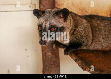 Vorderseite zur Vorderseite des maskierten Palmcivet. Paradoxurus hermaphroditus blickt direkt in die Kameralinse. Cute civet ruht und schaut sich um Bohrung Stockfoto