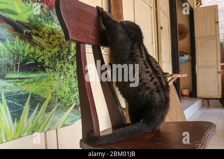 Ein schwarzer großer Palmenkater klettert auf einen Holzstuhl. Luwak ist der lokale Name der asiatischen Palme civet in Bali, Indonesien. Das Tier, das für das Produ verwendet wird Stockfoto