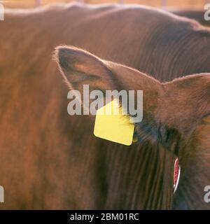 Landwirtschaft Tier krank. Kuhporträt, Rindfleisch. Milchkine. Ohranhänger und Etikett Stockfoto