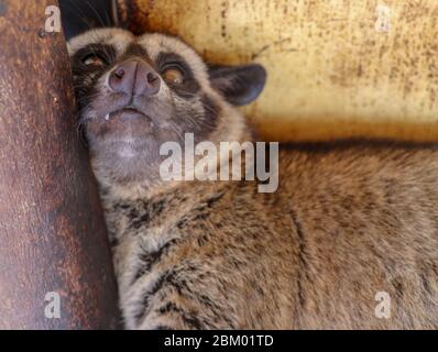 Vorderseite zur Vorderseite des maskierten Palmcivet. Paradoxurus hermaphroditus blickt direkt in die Kameralinse. Cute civet ruht und schaut sich um Bohrung Stockfoto