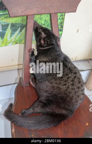 Ein schwarzer großer Palmenkater klettert auf einen Holzstuhl. Luwak ist der lokale Name der asiatischen Palme civet in Bali, Indonesien. Das Tier, das für das Produ verwendet wird Stockfoto