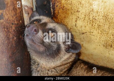 Vorderseite zur Vorderseite des maskierten Palmcivet. Paradoxurus hermaphroditus blickt direkt in die Kameralinse. Cute civet ruht und schaut sich um Bohrung Stockfoto