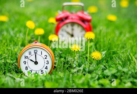 Summertime Concept - Wecker und gelbe Löwenzahn-Blüten im Gras Stockfoto