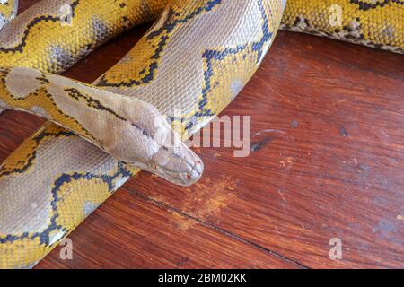 Porträt einer Albino Netzpythonnatter. Wunderschönes Reptil. Internationaler Schlangentag, 16. Juli. Konzept der Heimtierreptilien International Reptile Da Stockfoto