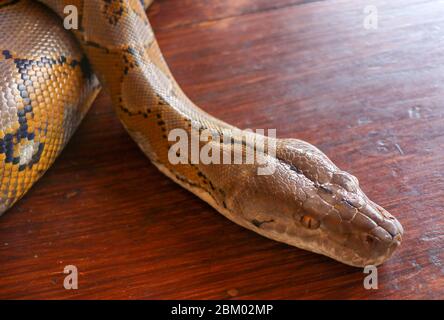 Porträt einer Albino Netzpythonnatter. Wunderschönes Reptil. Internationaler Schlangentag, 16. Juli. Konzept der Heimtierreptilien International Reptile Da Stockfoto