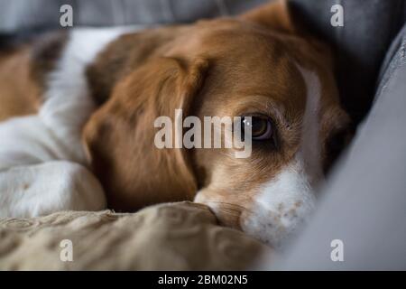 Beagle liegt auf dem Sofa. Stockfoto