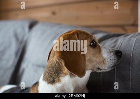 Beagle liegt auf dem Sofa. Stockfoto