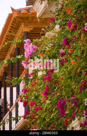 Bunte Bougainvillea-Blumen in den hängenden Gärten von cartagena Stockfoto