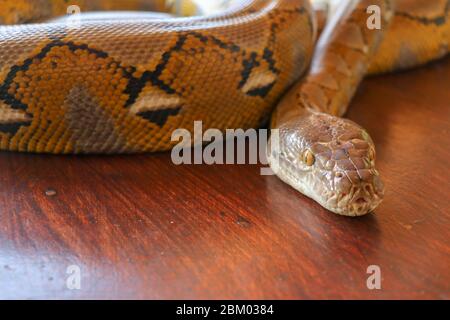 Porträt einer Albino Netzpythonnatter. Wunderschönes Reptil. Internationaler Schlangentag, 16. Juli. Konzept der Heimtierreptilien International Reptile Da Stockfoto