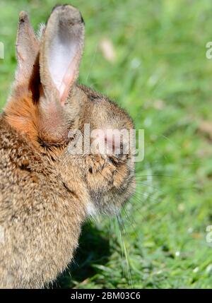 Europäisches Kaninchen (Oryctolagus cuniculus) zeigt Symptome der Myxomatose. Mai 2020, Kent, Großbritannien. Stockfoto