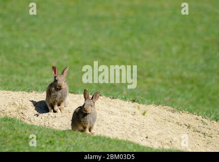 Zwei junge europäische Kaninchen (Oryctolagus cuniculus) am Maul eines warren. Kent, Großbritannien. Mai Stockfoto