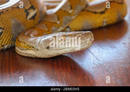 Kopf Python gelb Muster auf einem Tisch Kante. Nahaufnahme der Schlangenhaut Textur Verwenden Sie für Hintergrund. Porträt einer Albino Netzpythonnatter. Wunderschön Stockfoto