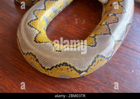 Albino Netzpython. Python Schlange gelb auf dem Holztisch liegend. Nahaufnahme von Big Python regius oder Royal Python ist eine große, nicht giftige Schlange Stockfoto