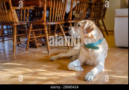 Schöne liebenswert weißen labrador liegt auf dem Boden des Hauses Stockfoto