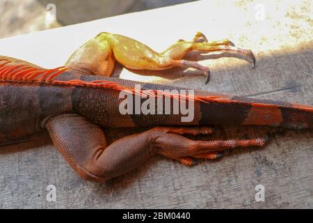 Nahaufnahme am Hinterbein mit langen scharfen Krallen des tropischen Reptils Red Iguana. Konzentrieren Sie sich auf das Bein mit schuppiger Haut. Haut in Rot-, Orange-, Gelb- und Blautönen. R Stockfoto