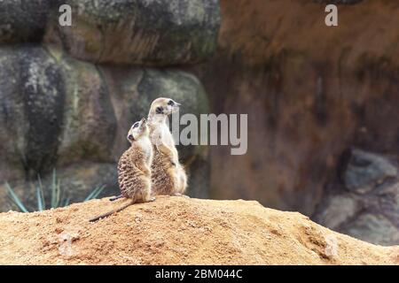 Zwei süße neugierige Erdmännchen stehen auf ihren Hinterbeinen auf einem sandigen Hügel und schauen weg. Zoo, Tiere. Stockfoto