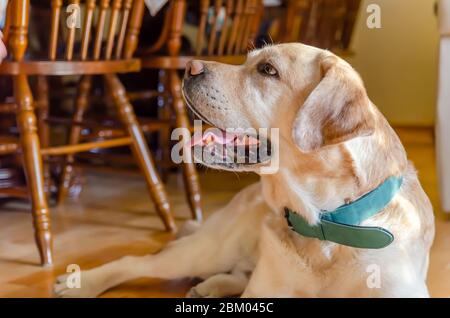Schöne liebenswert weißen labrador liegt auf dem Boden des Hauses Stockfoto