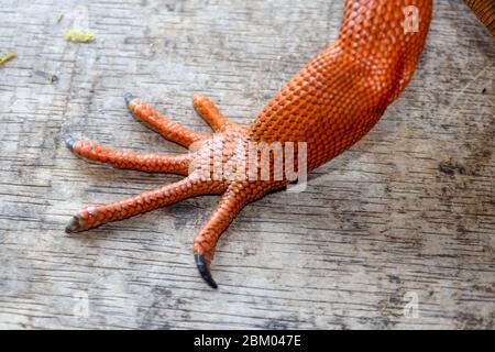 Nahaufnahme am vorderen Bein mit scharfen Krallen des tropischen Reptils Red Iguana. Konzentrieren Sie sich auf das Bein mit schuppiger Haut. Haut in Rot-, Orange-, Gelb- und Blautönen. Rot i Stockfoto