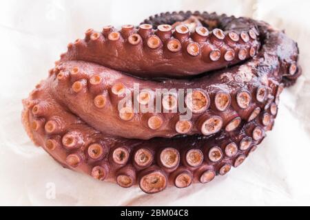 Gekochter Oktopus in Valencia, Spanien Stockfoto