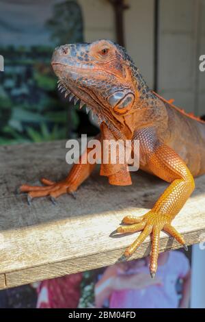 Seitenansicht des großen Roten Iguana, der sich unter den Sonnenstrahlen sonnt. Nahaufnahme Porträt des neugierigen Iguana Reptil auf Holzbrett. Männlicher Leguan entwickelt sich ein Stockfoto