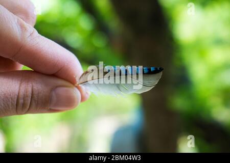Nahaufnahme der Hand, die eine hübsche eichelfeder in Bulgarien hält Stockfoto